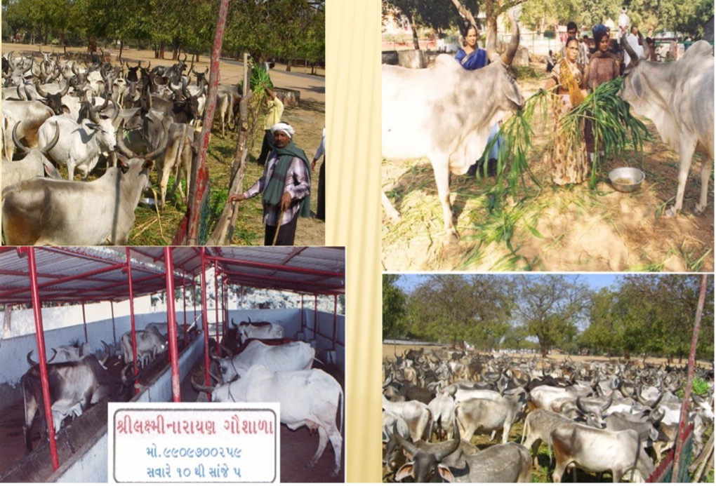 Shri Gaushala Seva - Cow Shelter
